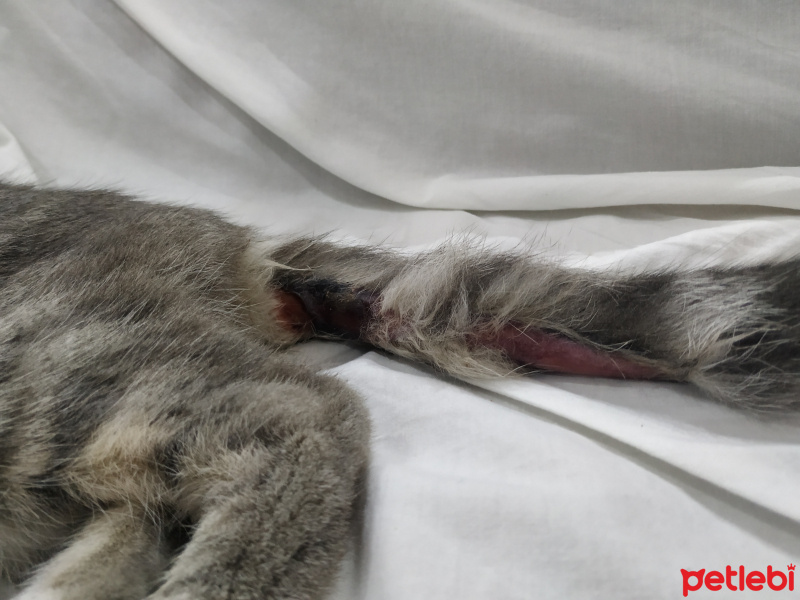 Tekir Kedi, Kedi  Masum fotoğrafı