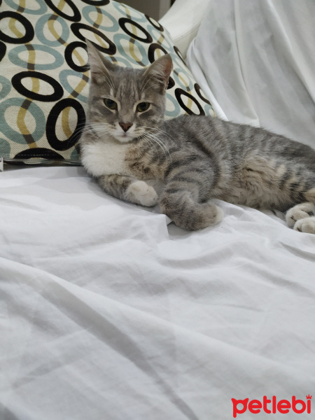 Tekir Kedi, Kedi  Masum fotoğrafı