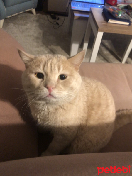 Soke, Kedi  Kumpir fotoğrafı