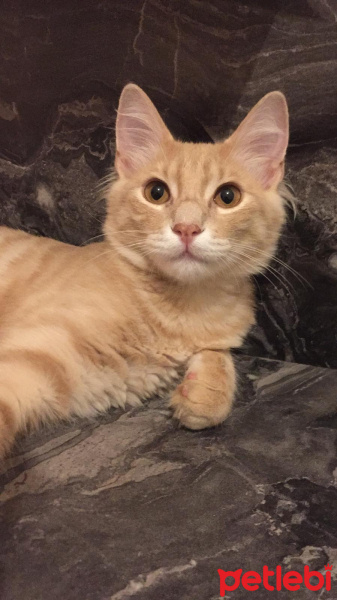 Sarman, Kedi  Kaju fotoğrafı