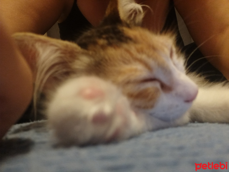 Tekir Kedi, Kedi  Mia fotoğrafı