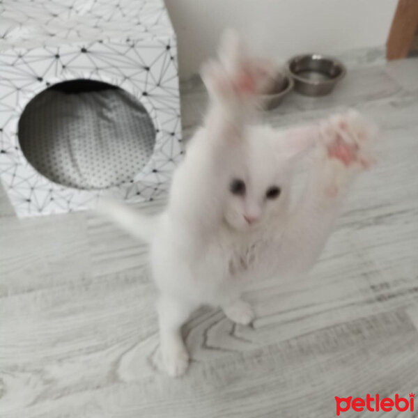 Tekir Kedi, Kedi  Sufle fotoğrafı