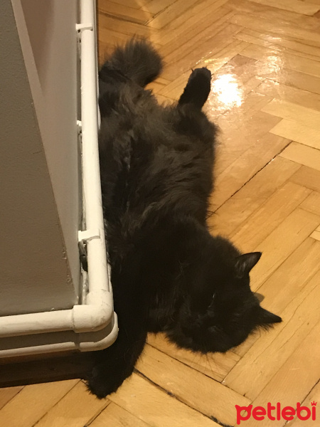 British Shorthair, Kedi  Kuzucan fotoğrafı