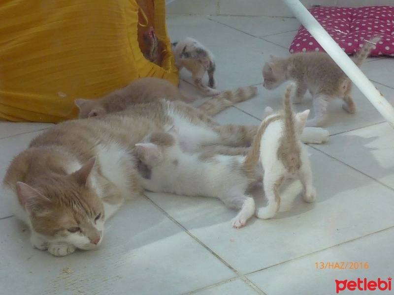 Chinchilla, Kedi  pıtırcıklar fotoğrafı