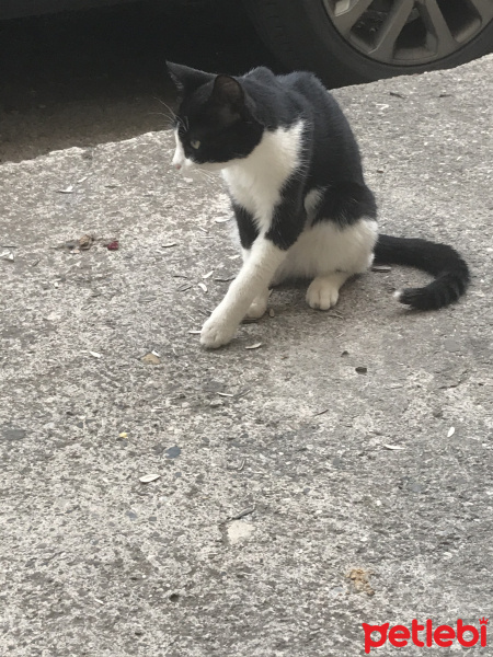 Tekir Kedi, Kedi  Sahipsiz fotoğrafı