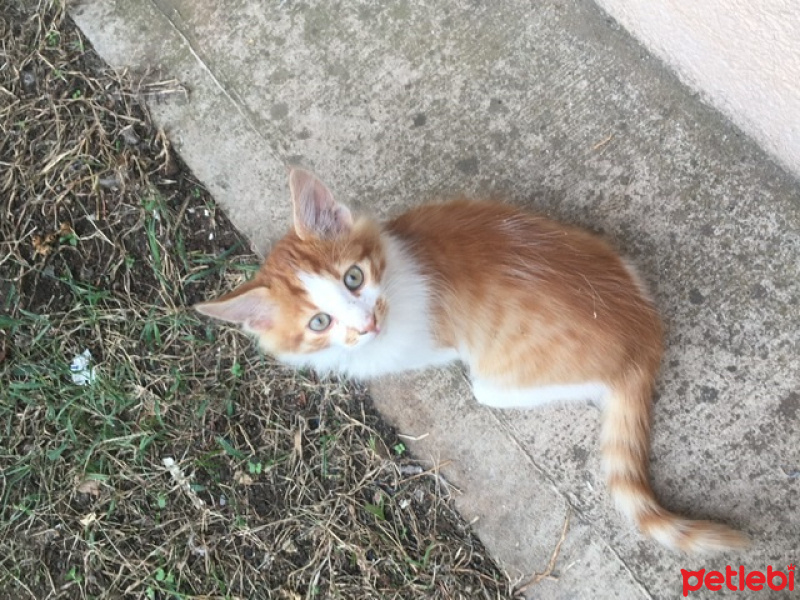 Sarman, Kedi  Rıfkı fotoğrafı