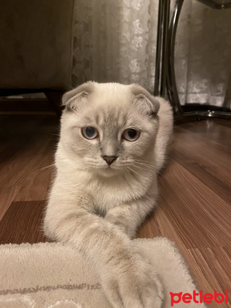 Scottish Fold, Kedi  Leo fotoğrafı