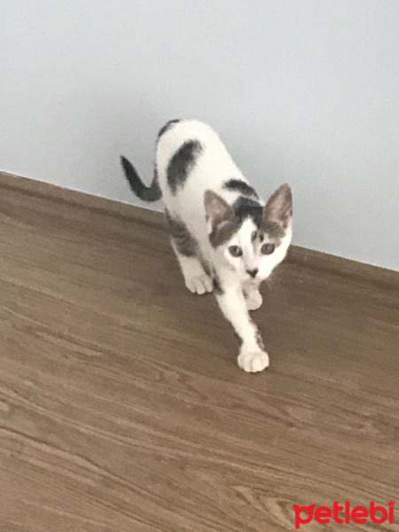 Tekir Kedi, Kedi  Ballı fotoğrafı