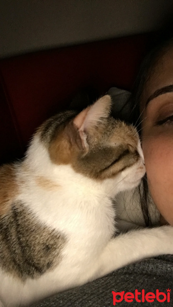 Tekir Kedi, Kedi  lokum fotoğrafı
