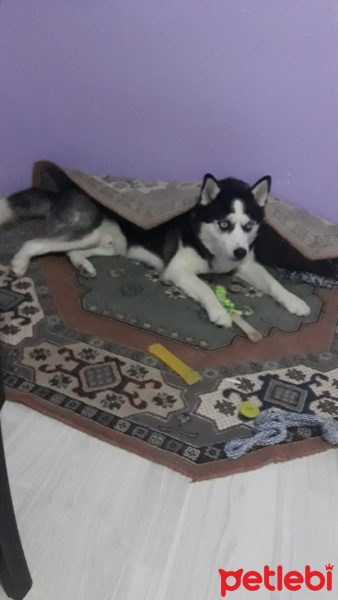 Sibirya Kurdu (Husky), Köpek  Aleks fotoğrafı