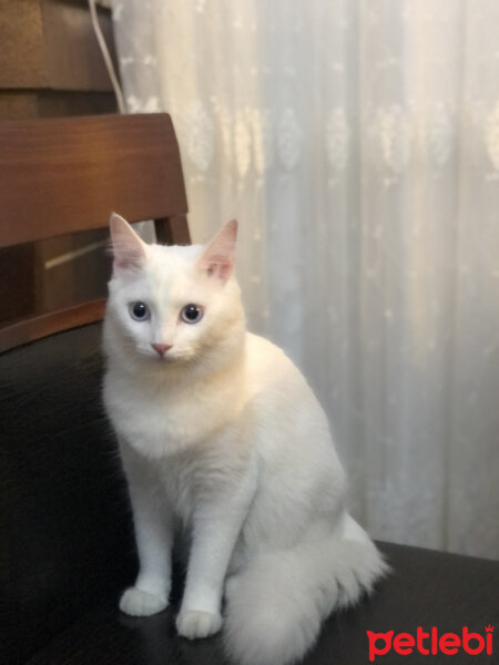 Ankara Kedisi, Kedi  Prenses Miya fotoğrafı