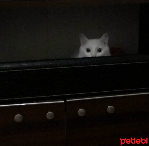 Ankara Kedisi, Kedi  Prenses Miya fotoğrafı