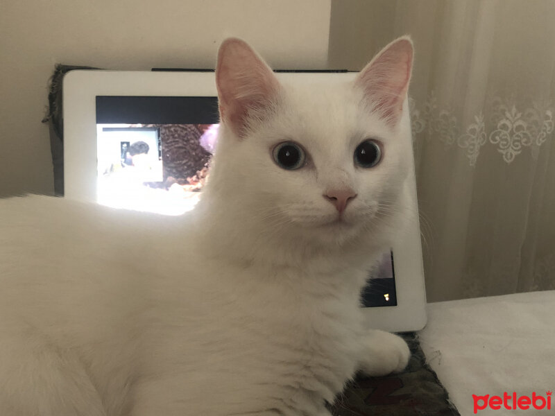 Ankara Kedisi, Kedi  Prenses Miya fotoğrafı