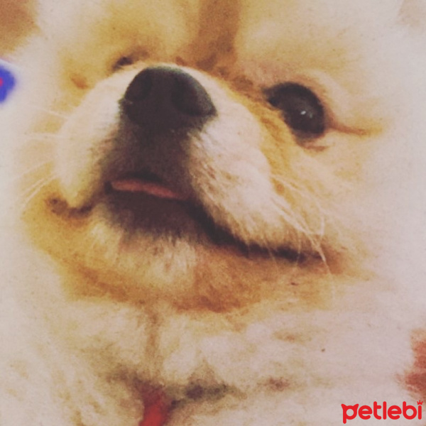 Pomeranyalı, Köpek  Minik fotoğrafı