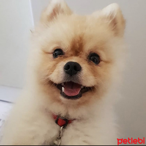 Pomeranyalı, Köpek  Minik fotoğrafı