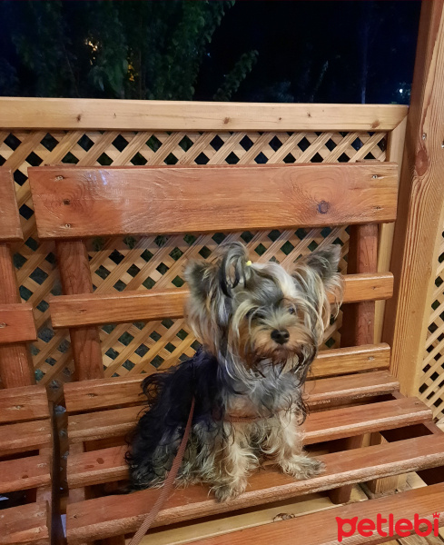 Yorkshire Terrier, Köpek  Vivien fotoğrafı