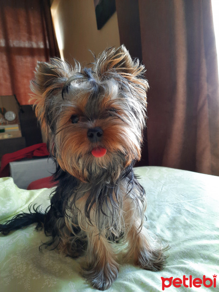Yorkshire Terrier, Köpek  Vivien fotoğrafı