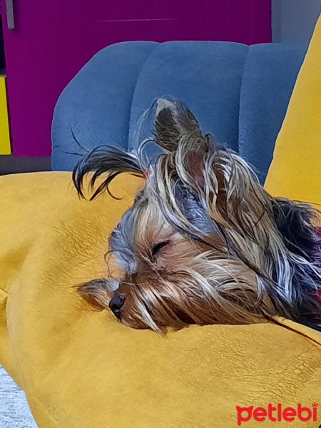 Yorkshire Terrier, Köpek  Vivien fotoğrafı