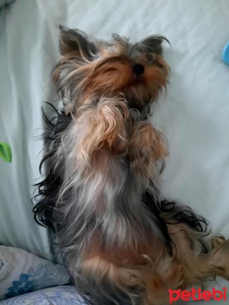 Yorkshire Terrier, Köpek  Vivien fotoğrafı