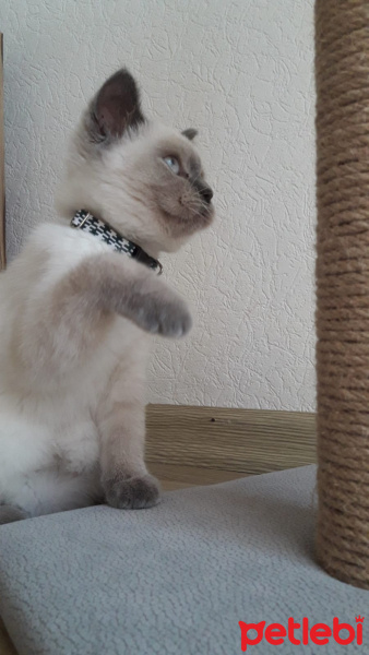 British Shorthair, Kedi  Şeftali fotoğrafı
