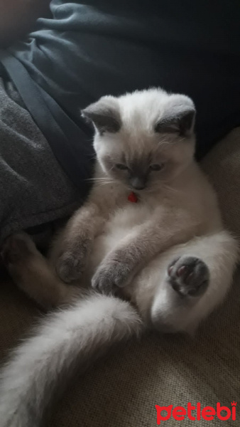 British Shorthair, Kedi  Şeftali fotoğrafı