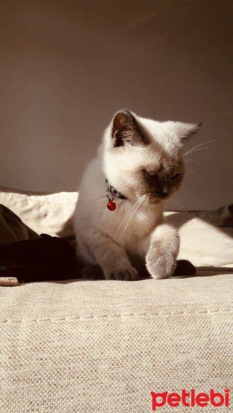 British Shorthair, Kedi  Şeftali fotoğrafı