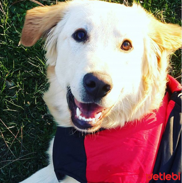 Golden Retriever, Köpek  boyoz fotoğrafı