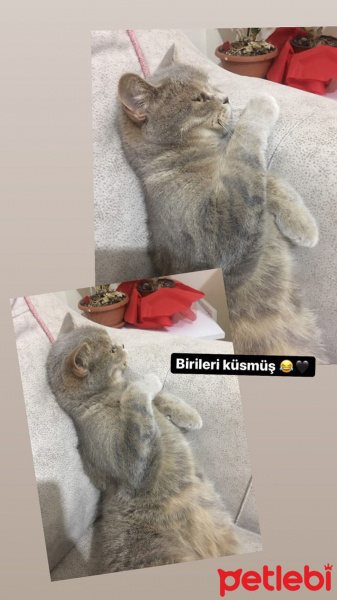 British Shorthair, Kedi  Eflatun fotoğrafı