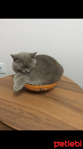 British Shorthair, Kedi  Sharlock fotoğrafı