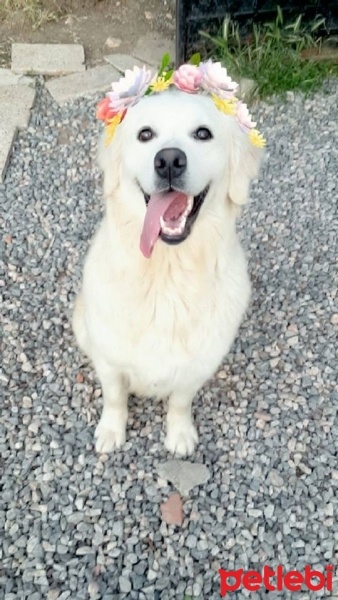 Golden Retriever, Köpek  Hera fotoğrafı