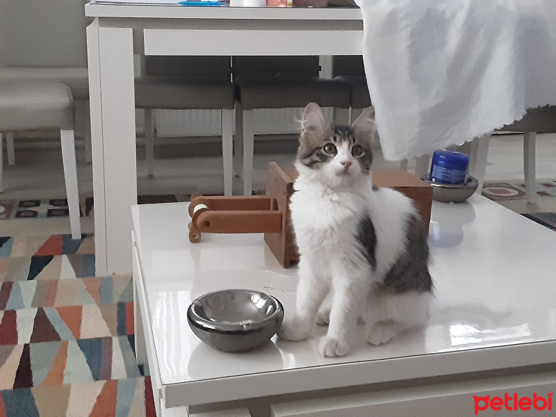 Tekir Kedi, Kedi  boncuk fotoğrafı