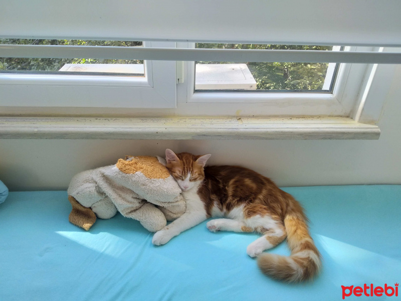 Sarman, Kedi  Tarçın fotoğrafı