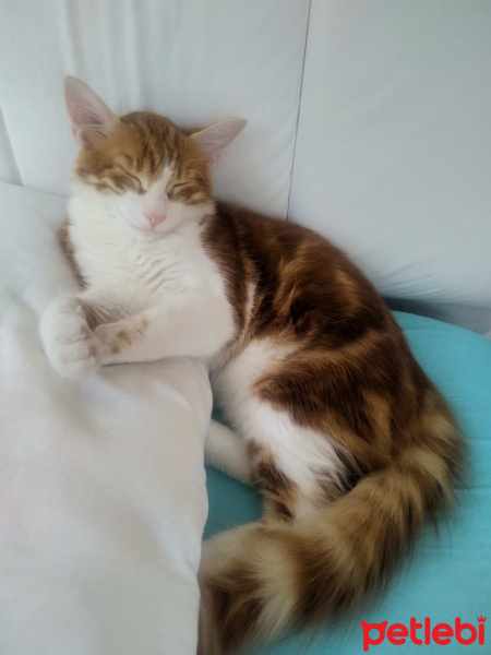 Sarman, Kedi  Tarçın fotoğrafı