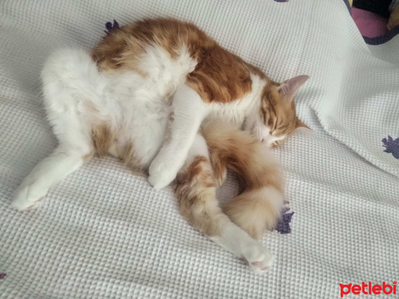 Sarman, Kedi  Tarçın fotoğrafı