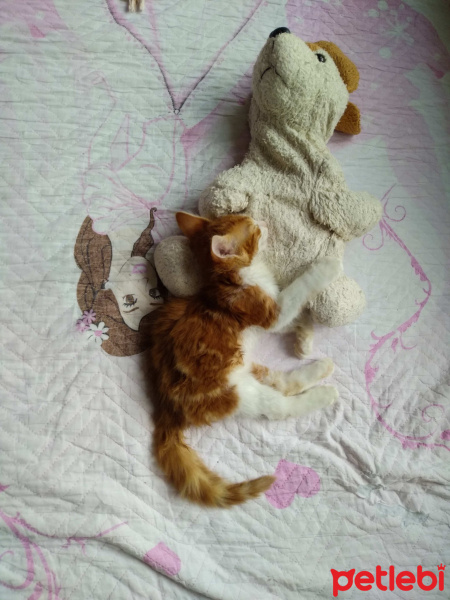 Sarman, Kedi  Tarçın fotoğrafı