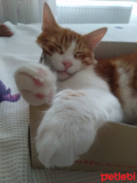 Sarman, Kedi  Tarçın fotoğrafı