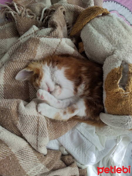 Sarman, Kedi  Tarçın fotoğrafı