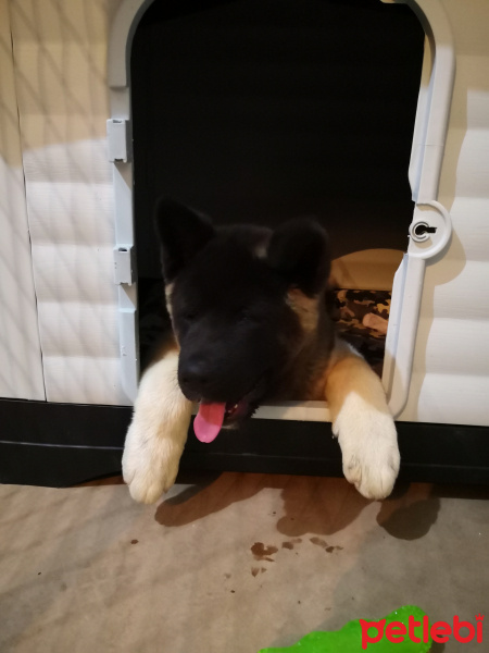 Akita İnu, Köpek  Oscar fotoğrafı