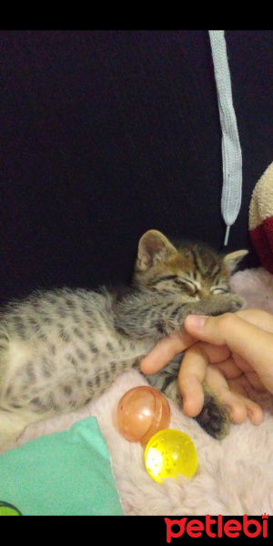 Tekir Kedi, Kedi  Minnak fotoğrafı