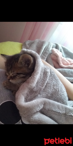 Tekir Kedi, Kedi  Minnak fotoğrafı