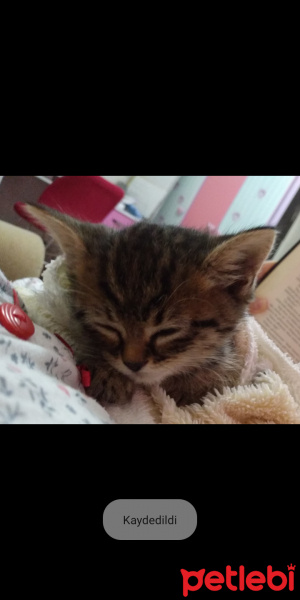 Tekir Kedi, Kedi  Minnak fotoğrafı