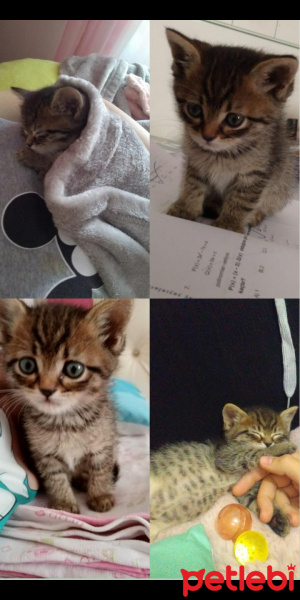 Tekir Kedi, Kedi  Minnak fotoğrafı