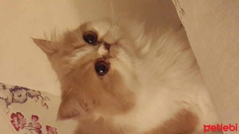 İran Kedisi (Persian), Kedi  Bade fotoğrafı