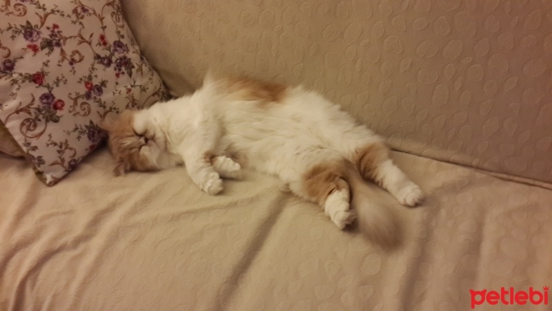 İran Kedisi (Persian), Kedi  Bade fotoğrafı