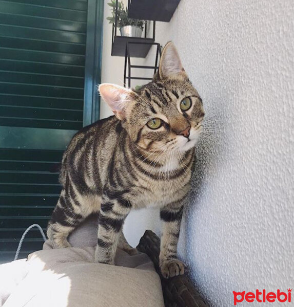 Tekir Kedi, Kedi  Karam fotoğrafı