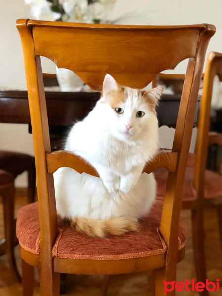 Sarman, Kedi  Ginger fotoğrafı