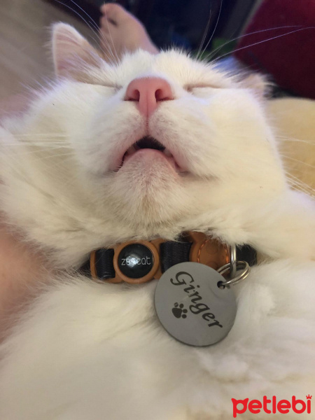 Sarman, Kedi  Ginger fotoğrafı