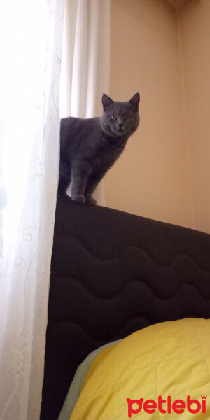 British Shorthair, Kedi  Boldi fotoğrafı