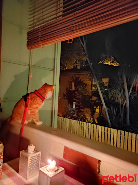 Tekir Kedi, Kedi  Hera fotoğrafı
