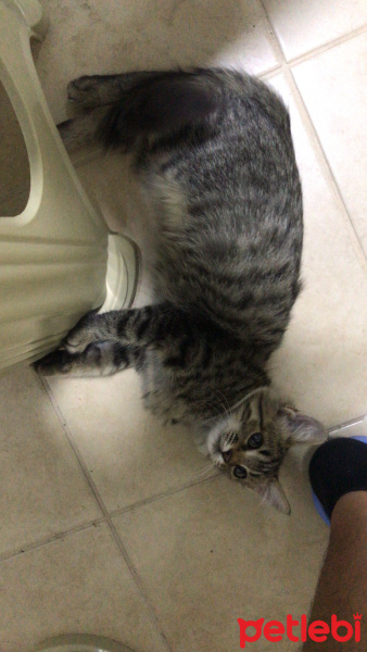 Tekir Kedi, Kedi  Henüz Yok fotoğrafı